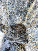 A bird's nest - well protected against a huge cliff wall.