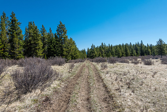 Biking through these meadows we were cognizant of bears - their tracks are everywhere!