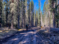 Biking the Clearwater Trail towards Forbidden Creek.