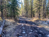 The trail is heavily used by horses and wagon trains and it shows.