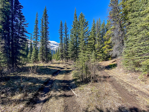 Most forks in the trail either lead to nearby camps or are simply small deviations.