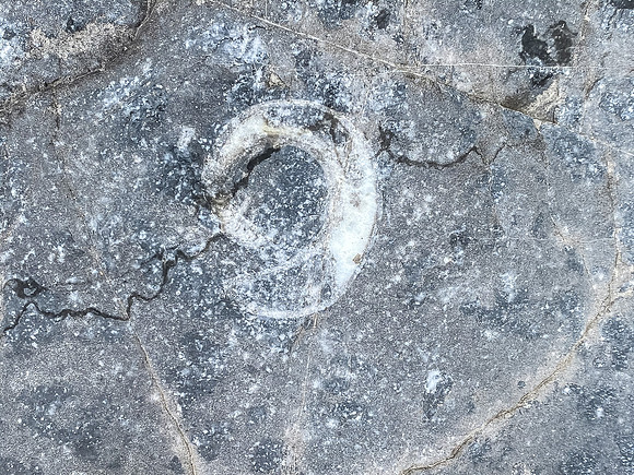 A fossil?