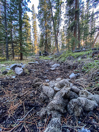 Wolf scat on the Clearwater Trail.