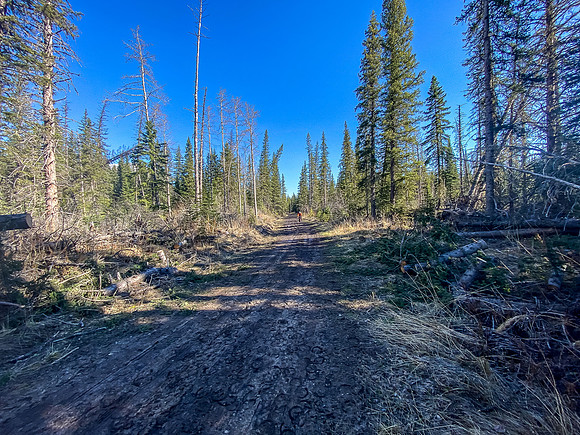 The trail is more of a road in places.