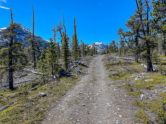 Interesting desolate forest over the SE shoulder of Lost Guide.