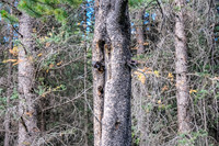 Evidence of old wiring along the fire road. From back when people drove up here.
