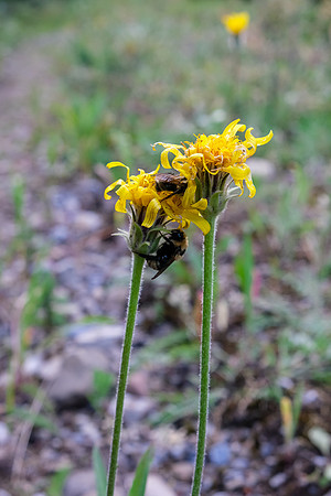 The bees are very inactive as the weather cools down.