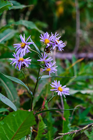 The bees are very inactive as the weather cools down.
