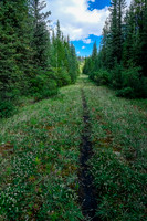Hiking the fire road up Cuthead Creek.