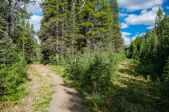 The much more traveled trail to Flints Park goes left off the fire road. Panther lies straight ahead