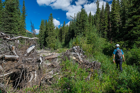 Hiking the fire road up Cuthead Creek.