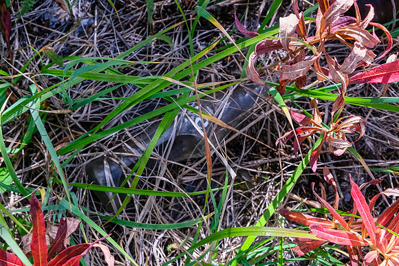 Old human detritus at the Cuthead College site.