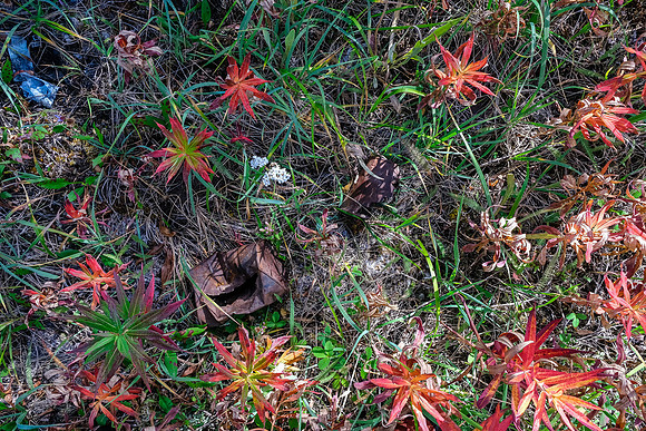 Old human detritus at the Cuthead College site.