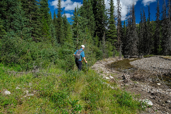 A freshly cut detour off the Cascade Road.