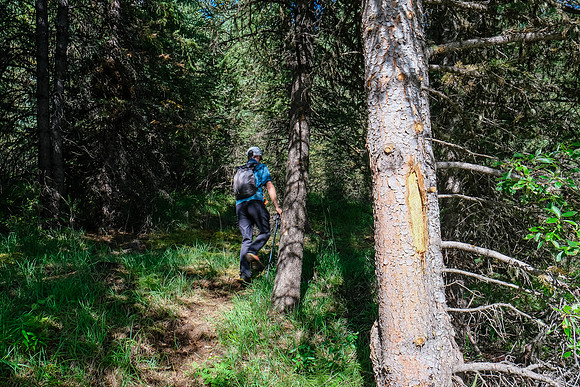 A freshly cut detour off the Cascade Road.