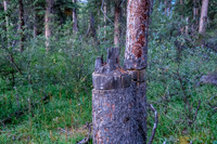 This tree has been killed intentionally and cut down as firewood.