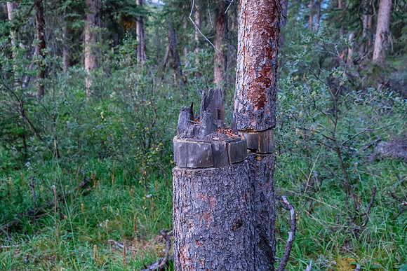 This tree has been killed intentionally and cut down as firewood.