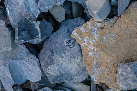 Fossils in the gully.
