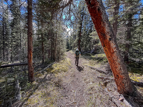 Hiking the Clearwater Trail from Malloch Meadows to Trident Lake.