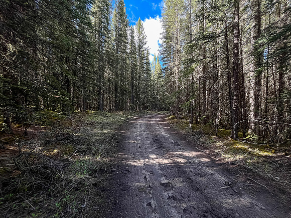 Biking the North Cutoff Creek Trail.