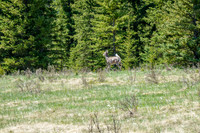 Wildlife gets out of the way!