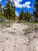 Biking the Clearwater Trail under Lost Guide Peak. Wolf tracks in the sand.