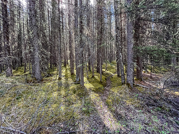 Biking the North Cutoff Creek Trail.