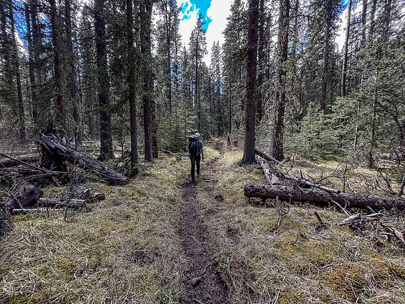 Hiking the Clearwater Trail between Lost Guide Peak and Indianhead Lodge.