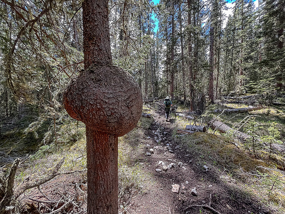 Hiking the Clearwater Trail between Lost Guide Peak and Indianhead Lodge.