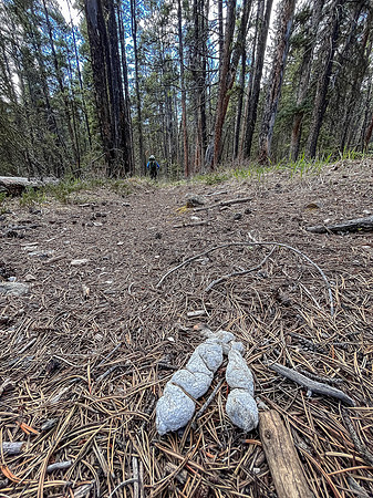 Hiking the Clearwater Trail from Indianhead Lodge to Malloch Meadows.