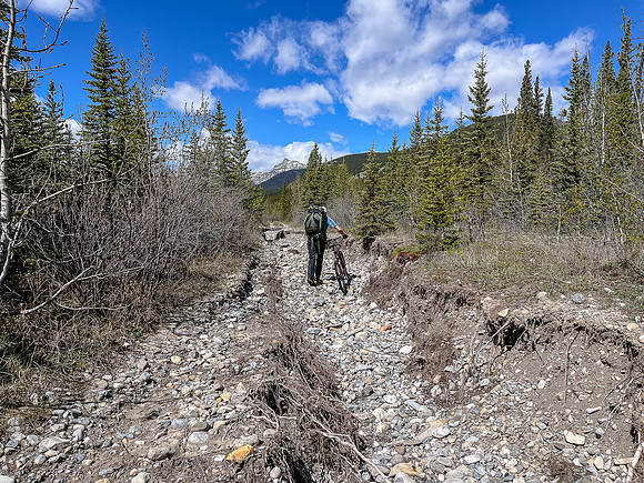 Biking the river flats along the Clearwater Trail.