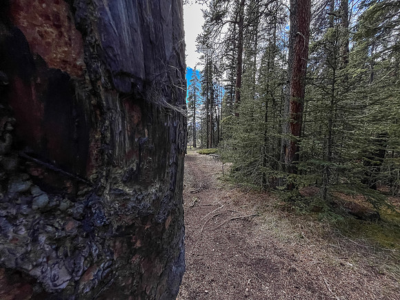Hiking the Clearwater Trail between Lost Guide Peak and Indianhead Lodge. A Grizzly rub tree.
