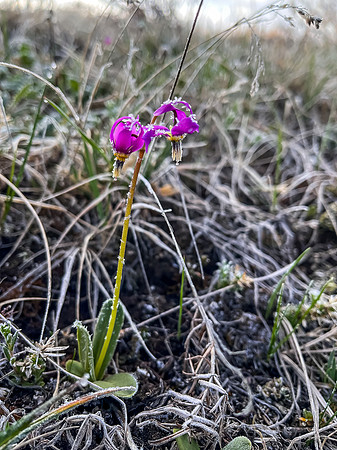 Hiking the Clearwater Trail from Trident Lake to Malloch Creek. Shooting Stars.