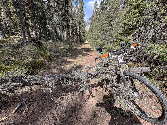 Biking the Clearwater Trail from Lost Guide to Forty Mile Meadows.