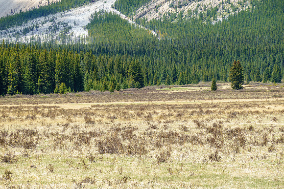 Biking the Clearwater Trail across the expansive Harrison Flats. Wild horses graze in the distance.