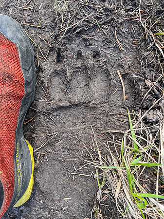 Hiking the Clearwater Trail between Lost Guide Peak and Indianhead Lodge. Grizzly tracks.