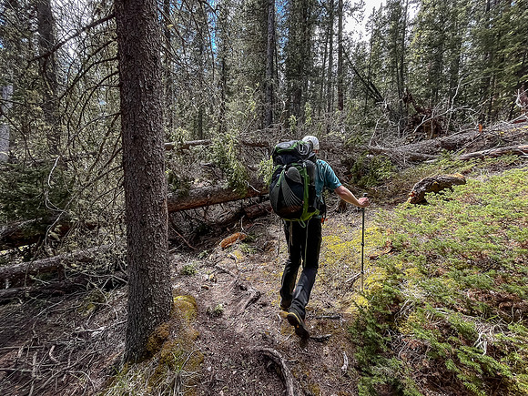 Hiking the Clearwater Trail between Lost Guide Peak and Indianhead Lodge. Some blowdowns exist.