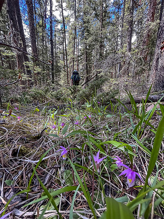 Hiking the Clearwater Trail between Lost Guide Peak and Indianhead Lodge.