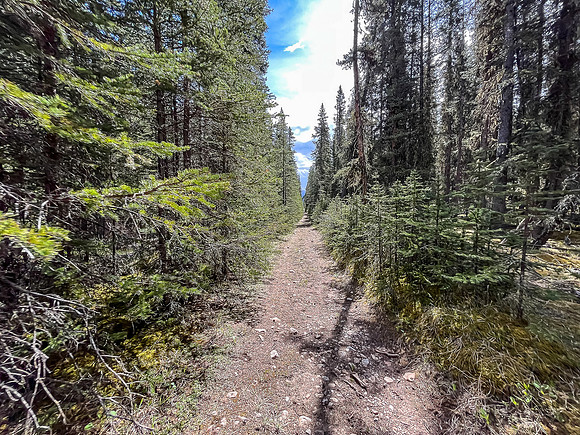 Biking the Clearwater Trail from Lost Guide to Forty Mile Meadows.