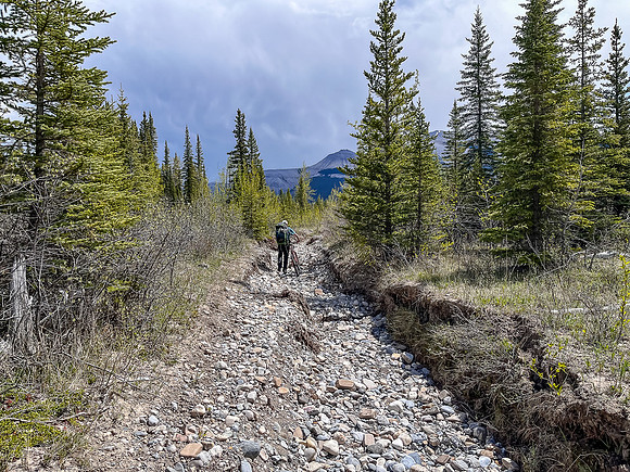 Biking the Clearwater Trail from Lost Guide to Forty Mile Meadows.