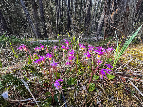 Hiking the Clearwater Trail from Malloch Creek to Lost Guide Creek.