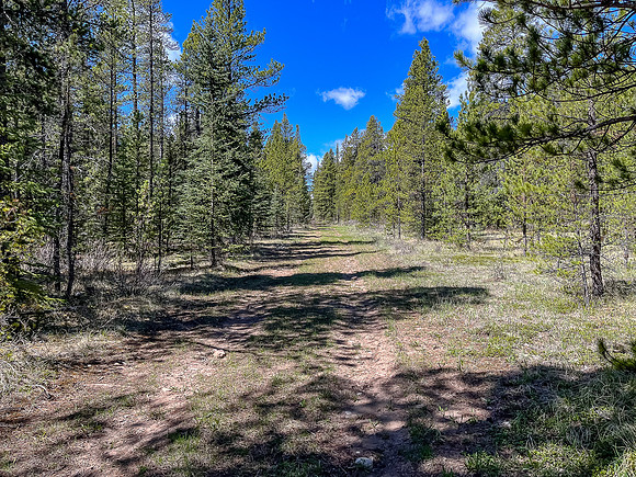Biking the Clearwater Trail towards Harrison Flats.
