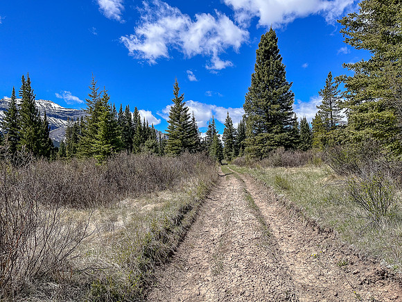 Biking the Clearwater Trail towards Harrison Flats.