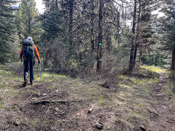 Hiking the Clearwater Trail from Malloch Creek to Lost Guide Creek.