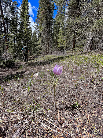 Hiking the Clearwater Trail between Lost Guide Peak and Indianhead Lodge.