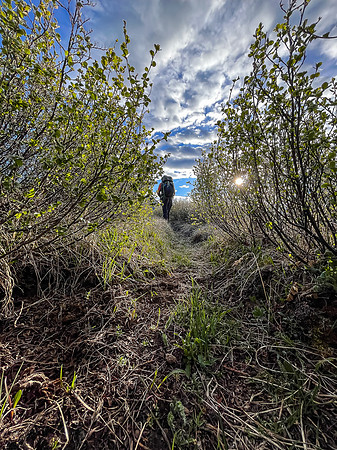 Hiking the Clearwater Trail from Trident Lake to Malloch Creek. Horse ruts.
