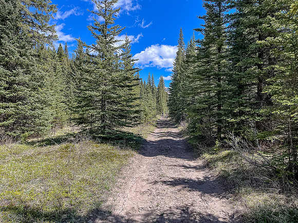 Biking the Clearwater Trail towards Harrison Flats.