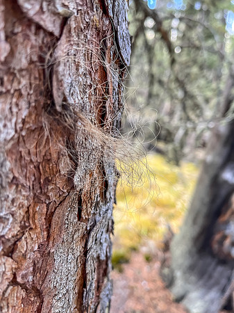 Hiking the Clearwater Trail from Indianhead Lodge to Malloch Meadows. Grizzly rub tree.