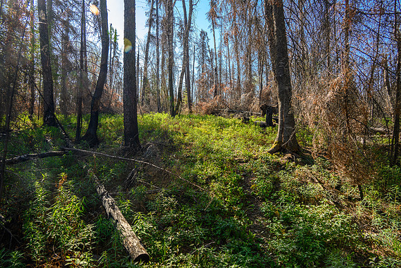Portage between Hatchet and Peterson Lake.