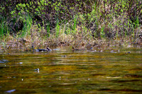 Hundreds of frogs at the outlet of Douglas Creek into the lake.
